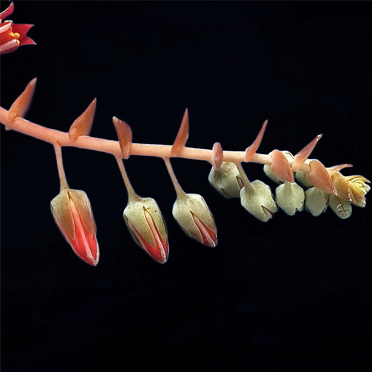 Dudleya arizonica: Cincinni of Dudleya arizonica