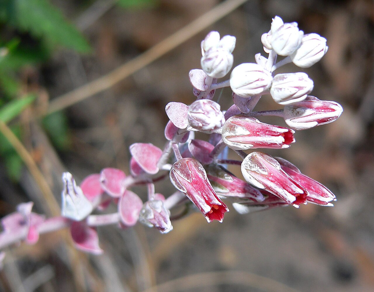 Dudleya arizonica: Dudleya arizonica in rocks just above White Rock Spring, Red Rock Canyon, Spring Mountains, southern Nevada