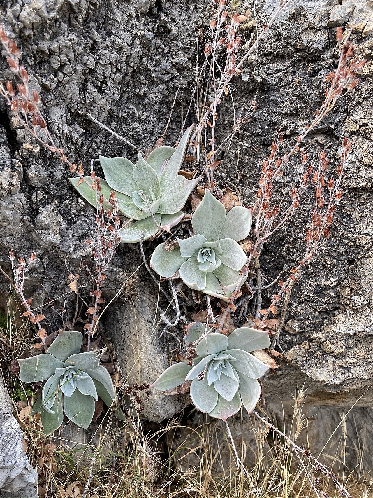 Dudleya arizonica: Arizona chalk dudleya
