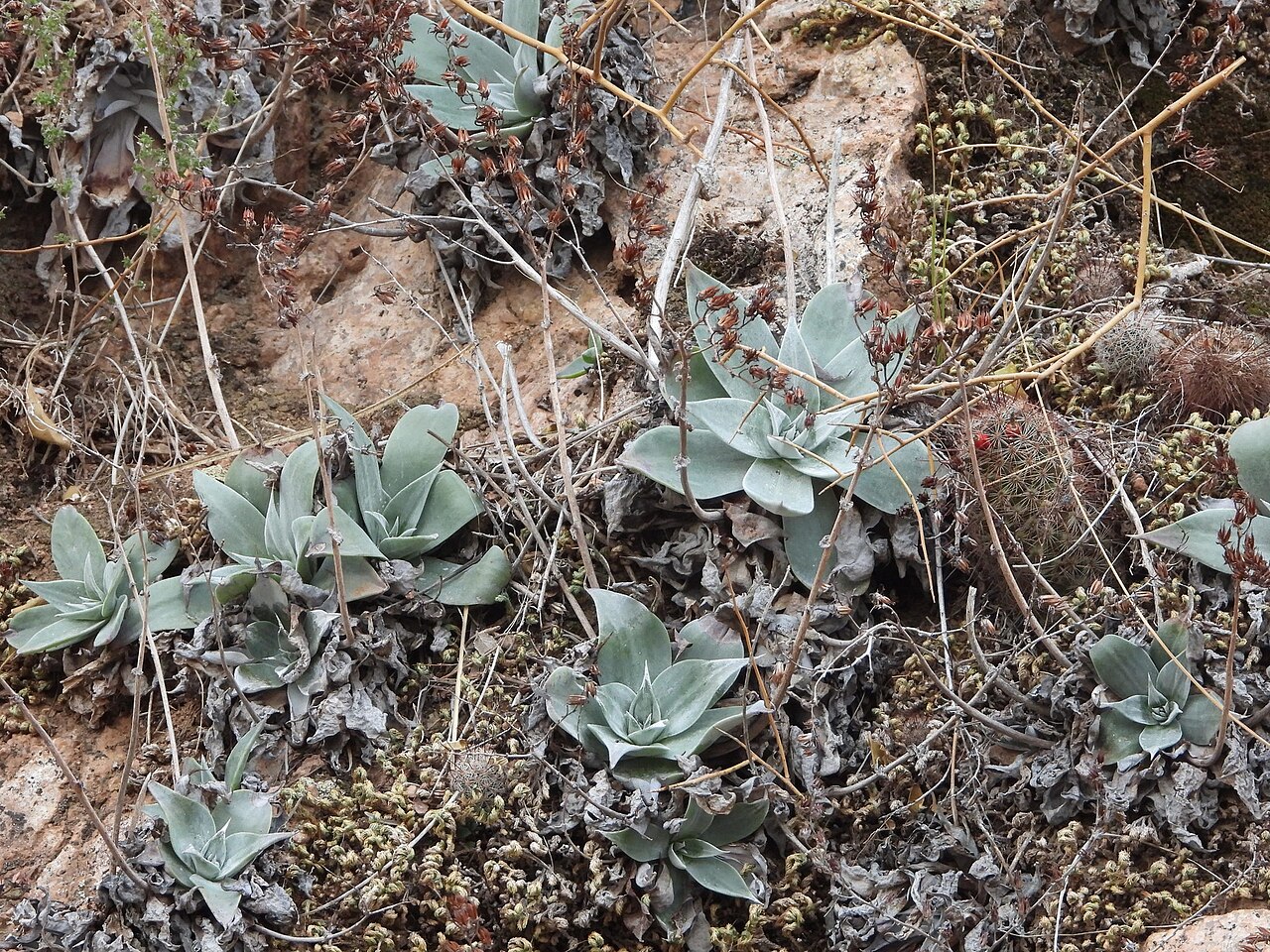 Dudleya arizonica: Arizona chalk dudleya