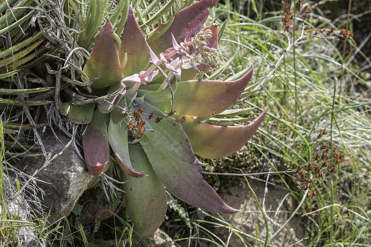 Dudleya arizonica: Arizona chalk dudleya