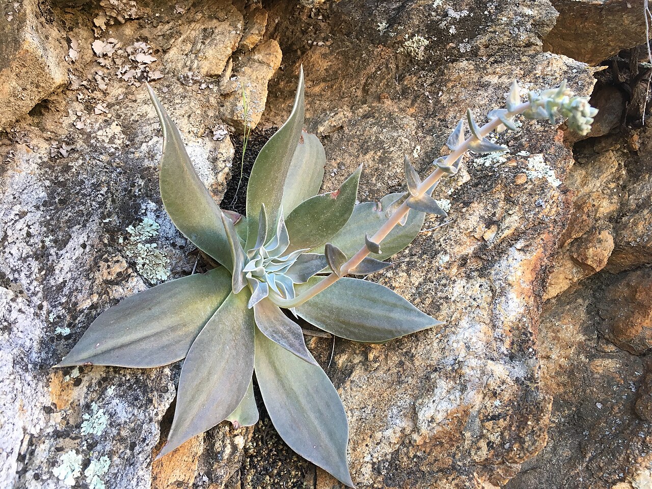 Dudleya arizonica: Arizona chalk dudleya