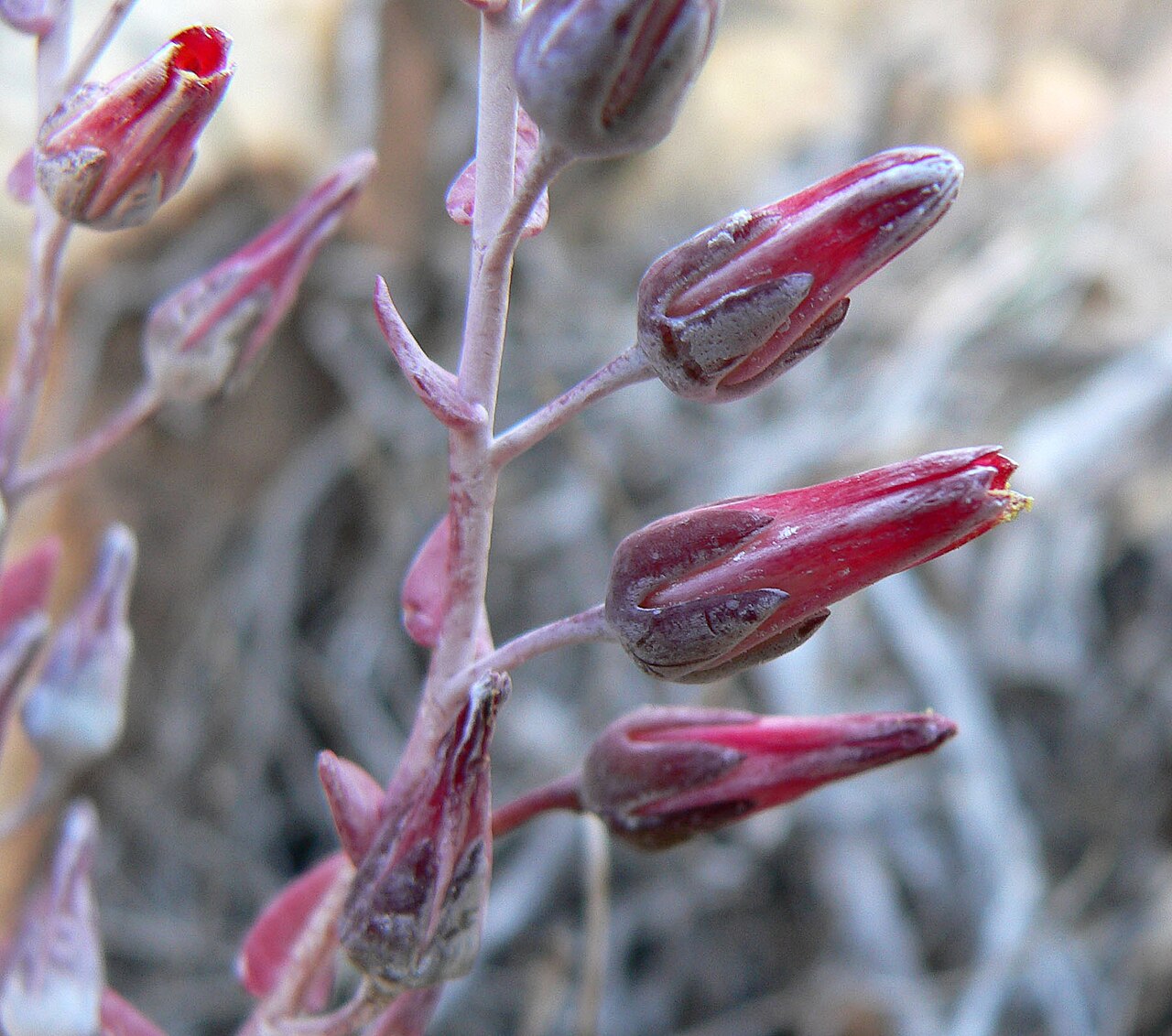 Dudleya arizonica: Dudleya arizonica in rocks just above White Rock Spring, Red Rock Canyon, Spring Mountains, southern Nevada