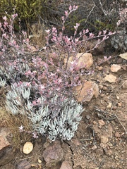 Tapertip liveforever (Dudleya attenuata)