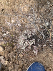 Tapertip liveforever (Dudleya attenuata)