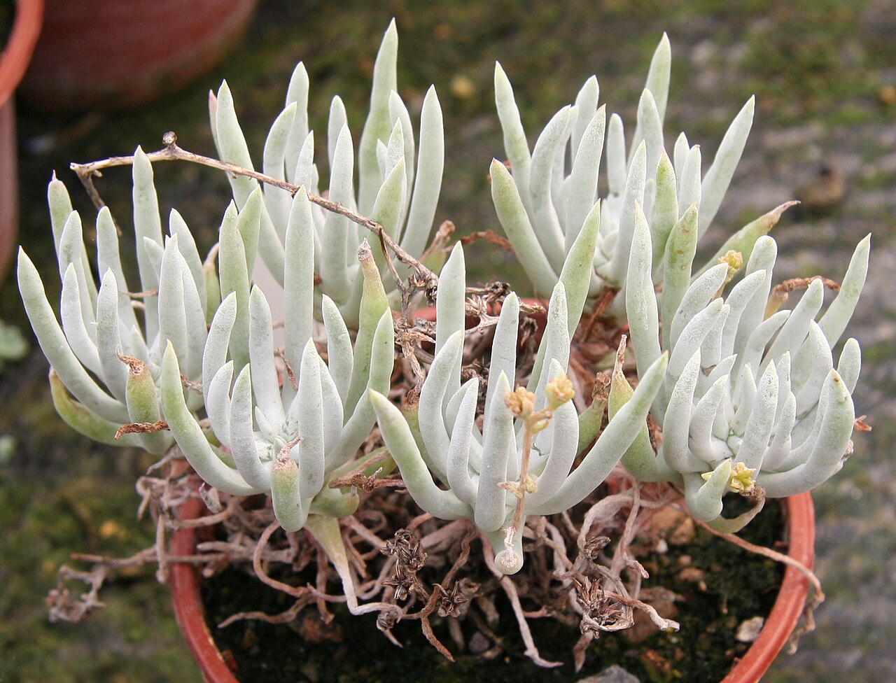 Tapertip liveforever: Dudleya attenuata in der Kakteengärtnerei Haage, Erfurt