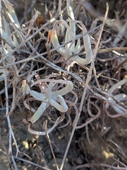 Tapertip liveforever (Dudleya attenuata)