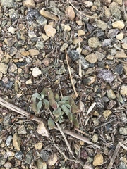 Tapertip liveforever (Dudleya attenuata)