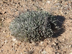 Tapertip liveforever (Dudleya attenuata)
