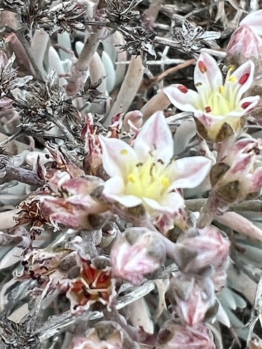 Tapertip liveforever (Dudleya attenuata)