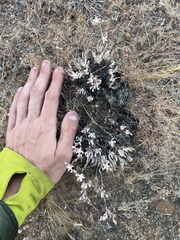 Tapertip liveforever (Dudleya attenuata)