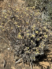 Tapertip liveforever (Dudleya attenuata)