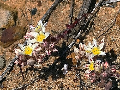 Shortleaf liveforever: Dudleya brevifolia in flower