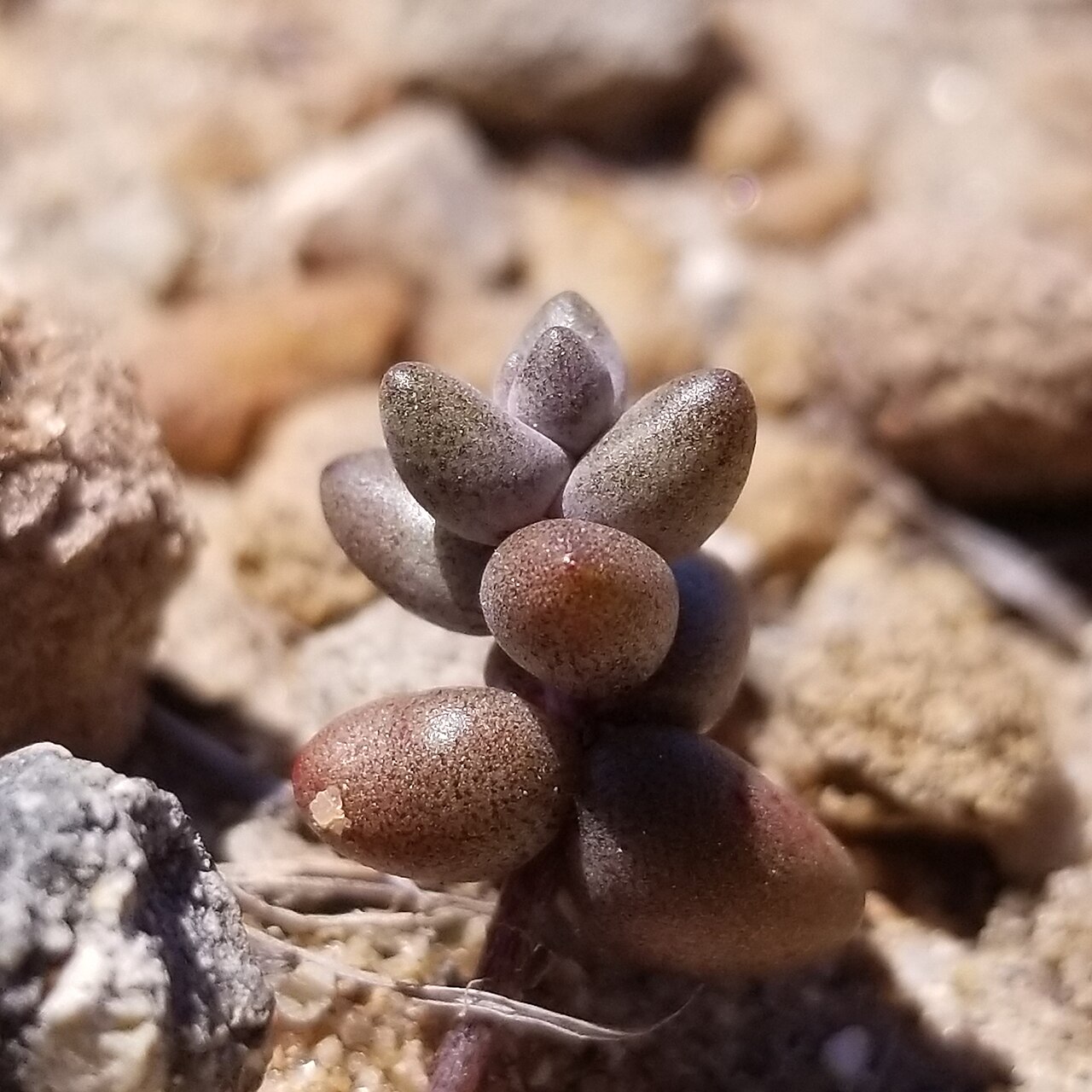Shortleaf liveforever: short-leaved liveforever