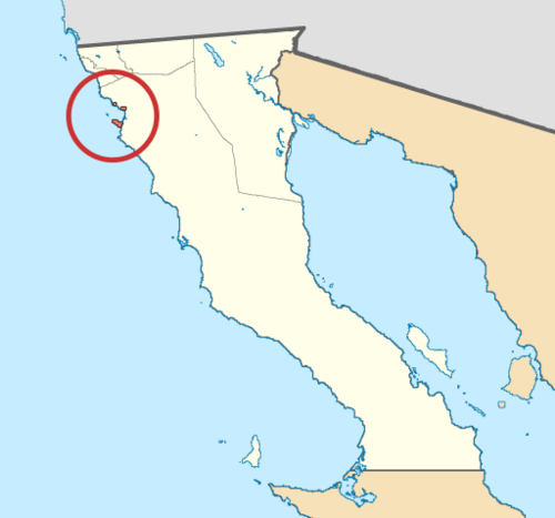 Punta Banda liveforever: Species distribution map of the succulent plant Dudleya campanulata