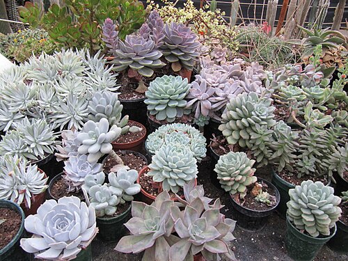 Coronados liveforever: Many thanks to srboisvert for all the IDs ...