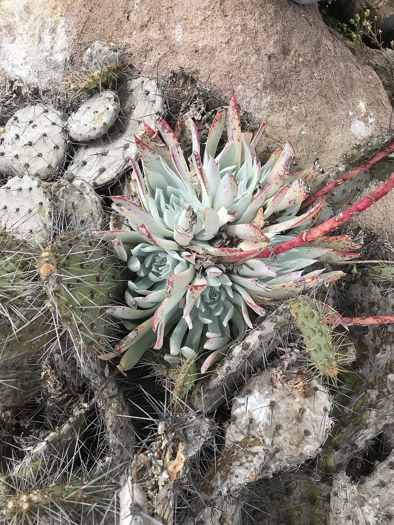 Coronados liveforever: Photo of Dudleya candida uploaded from iNaturalist .