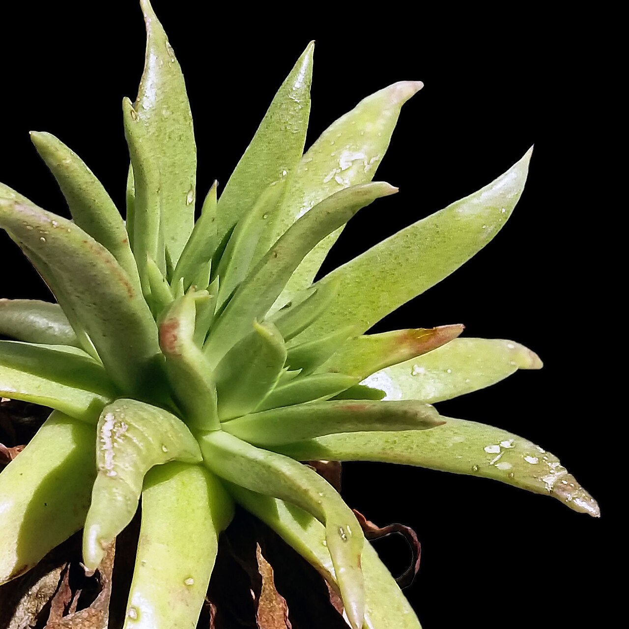 Maritime succulent liveforever: A rosette of a cultivated Dudleya cultrata specimen against a black background