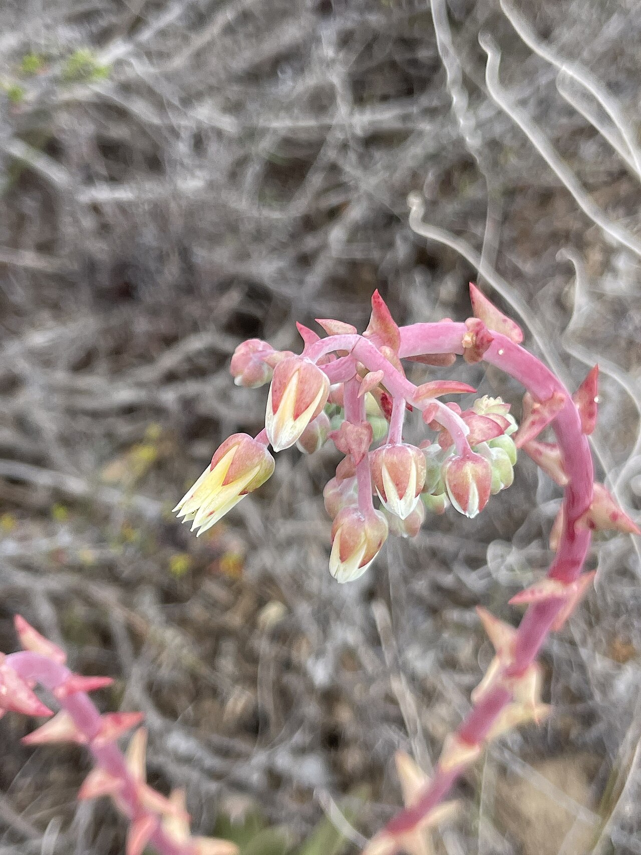 Maritime succulent liveforever: knife-leaved liveforever