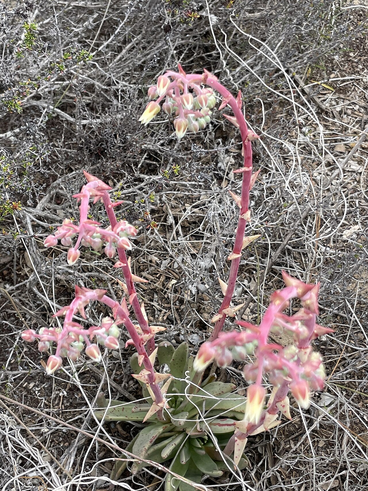 Maritime succulent liveforever: knife-leaved liveforever
