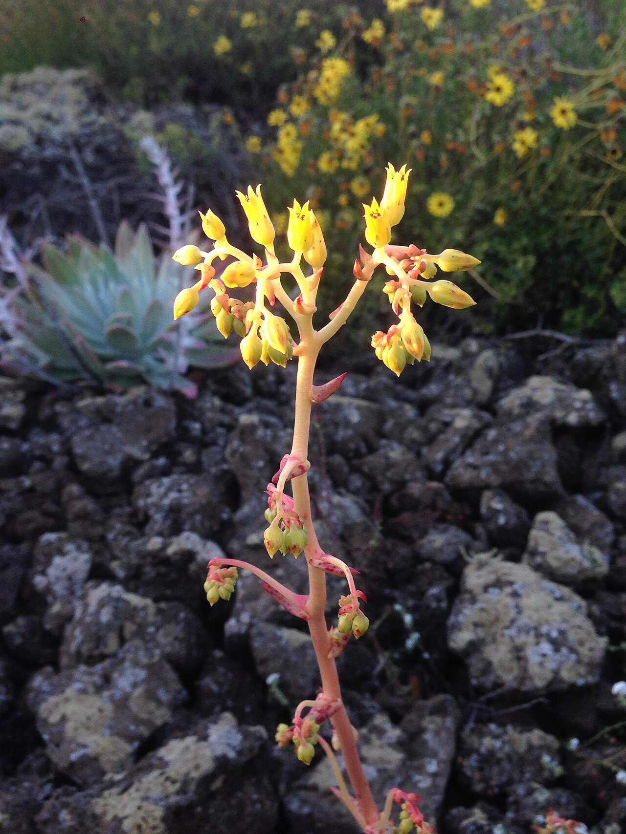 Maritime succulent liveforever: knife-leaved liveforever