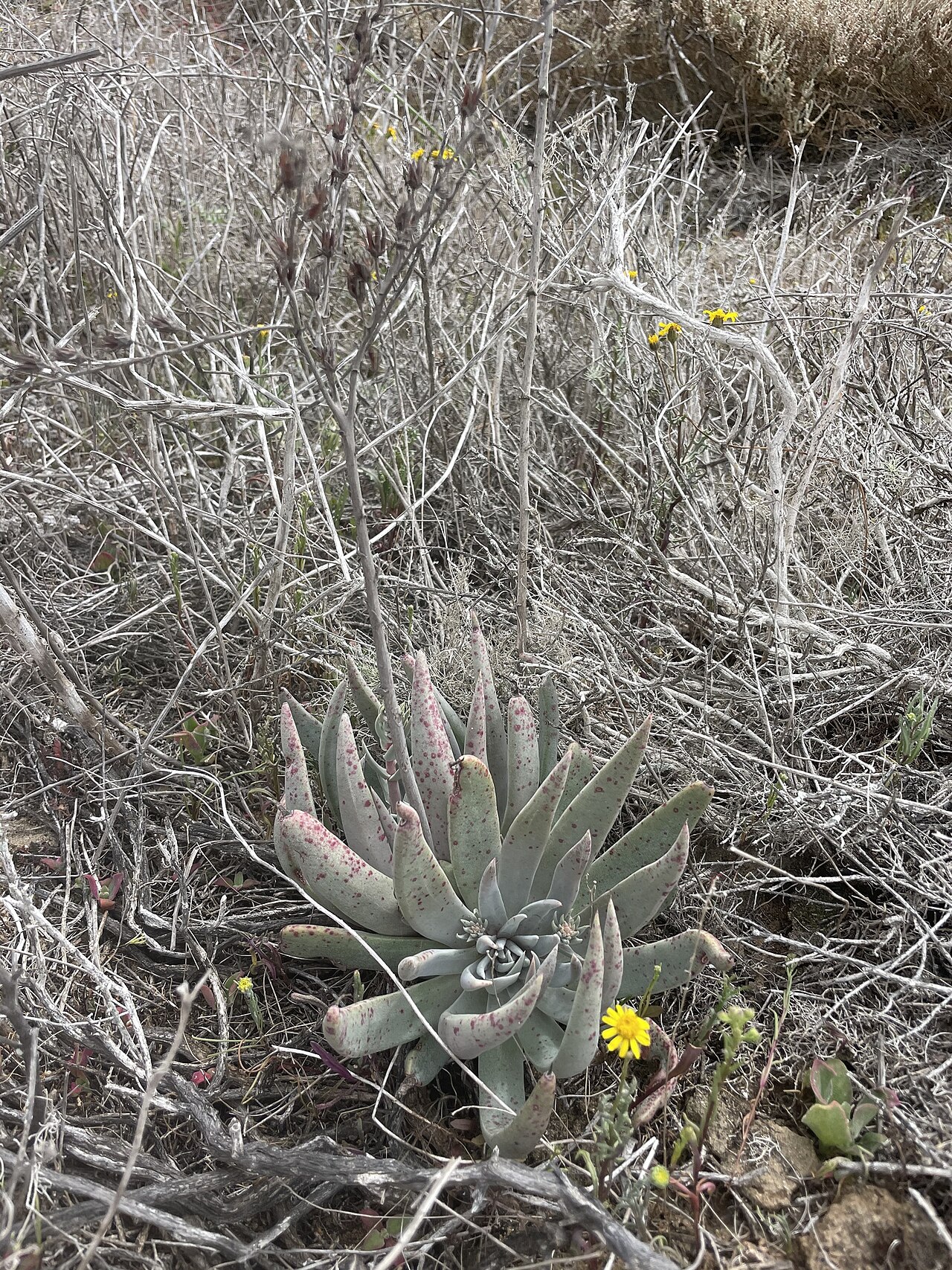 Maritime succulent liveforever: knife-leaved liveforever