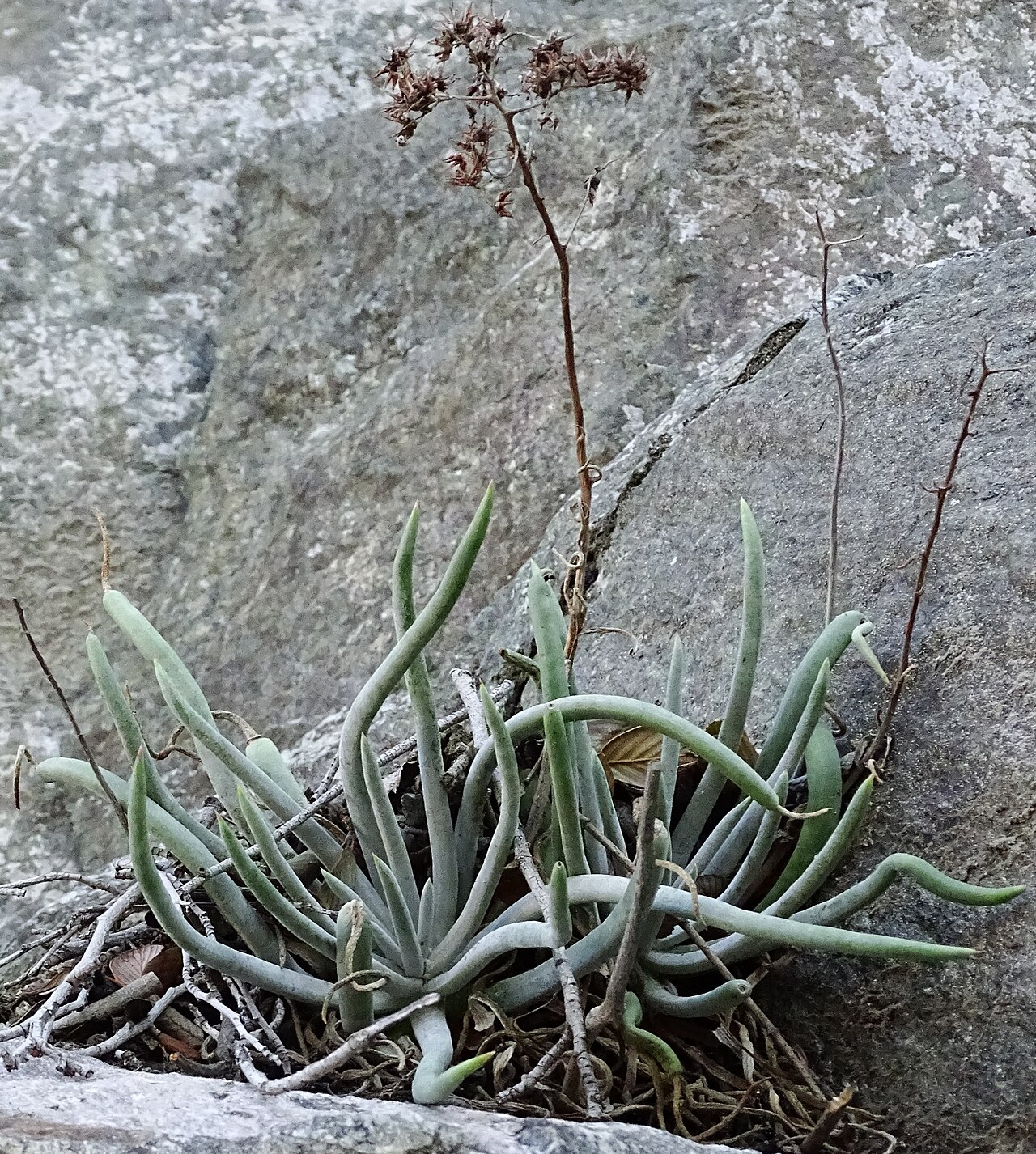 San Gabriel Mountains liveforever: Photo of San Gabriel Mountains dudleya uploaded from iNaturalist .