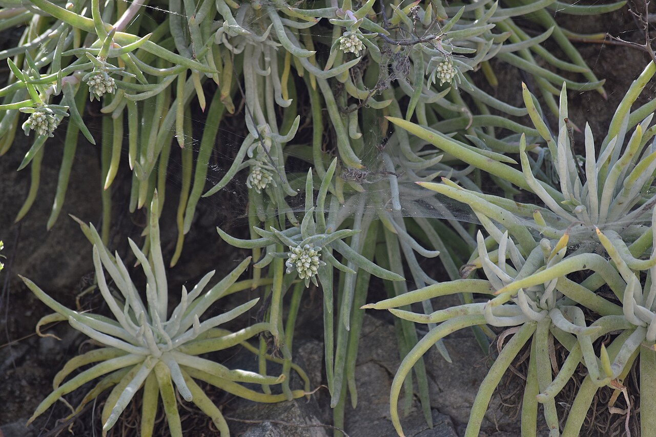 San Gabriel Mountains liveforever: San Gabriel Mountains dudleya