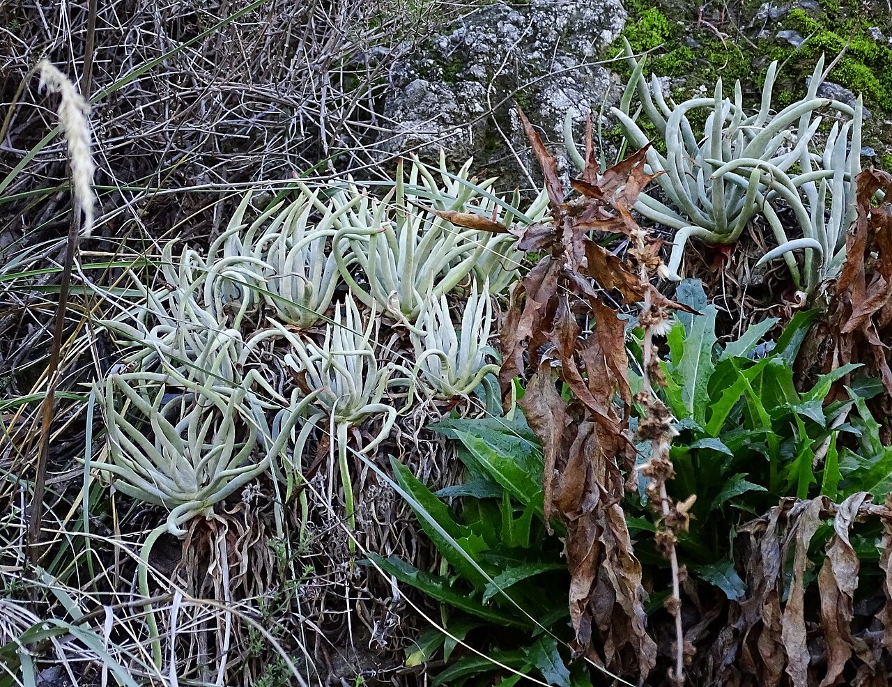 San Gabriel Mountains liveforever: Photo of San Gabriel Mountains dudleya uploaded from iNaturalist .