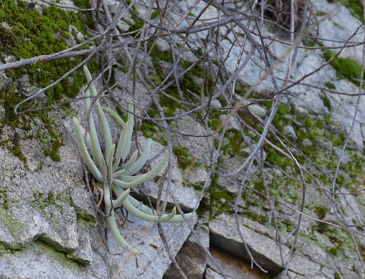 San Gabriel Mountains liveforever: San Gabriel Mountains dudleya