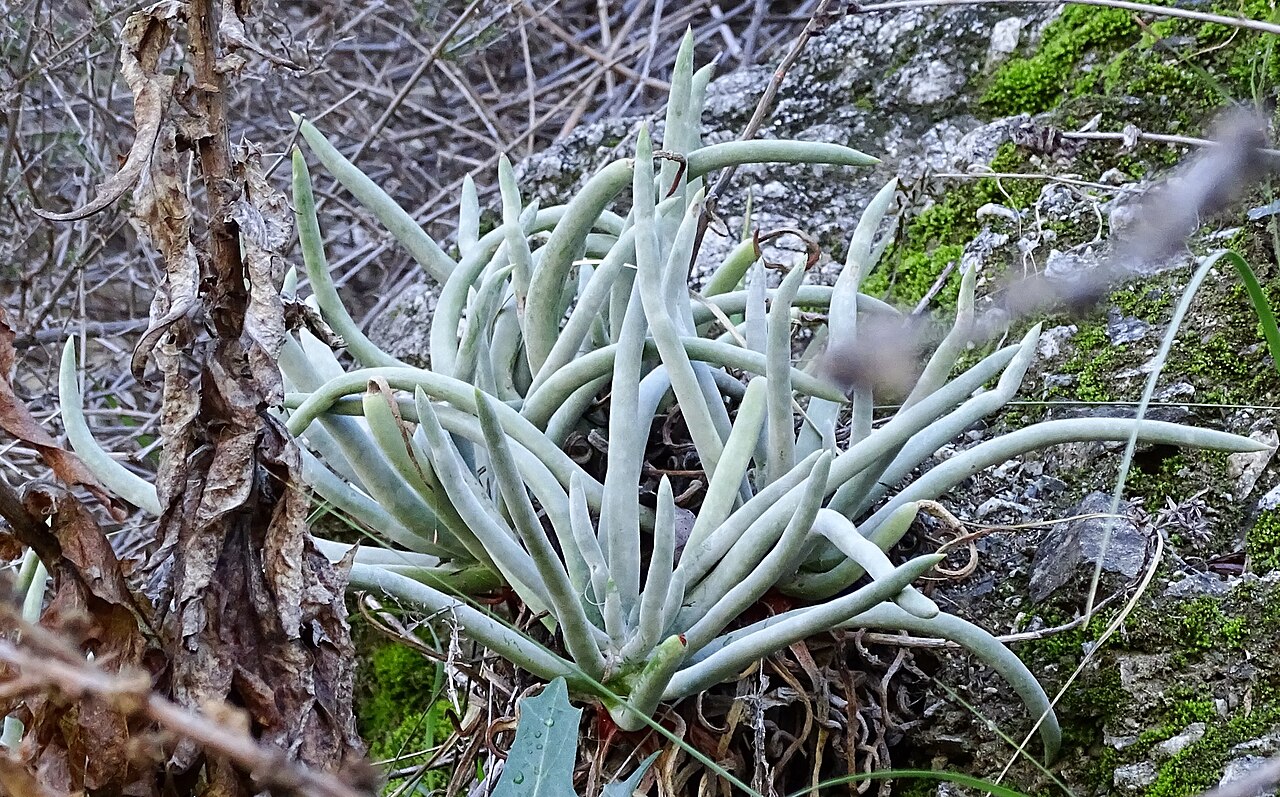 San Gabriel Mountains liveforever: Photo of San Gabriel Mountains dudleya uploaded from iNaturalist .