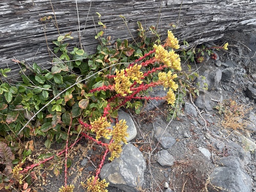 Powdery liveforever (Dudleya farinosa)