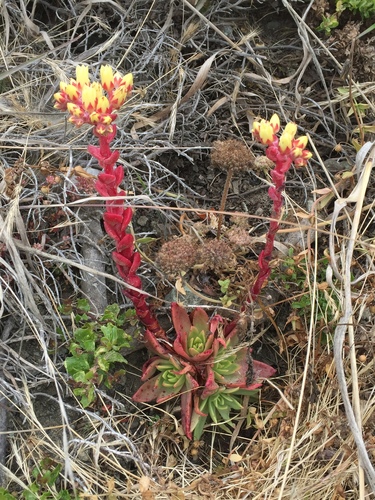 Powdery liveforever (Dudleya farinosa)