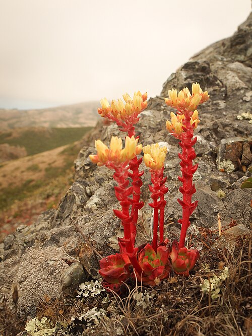 Powdery liveforever: Dudleya farinosa