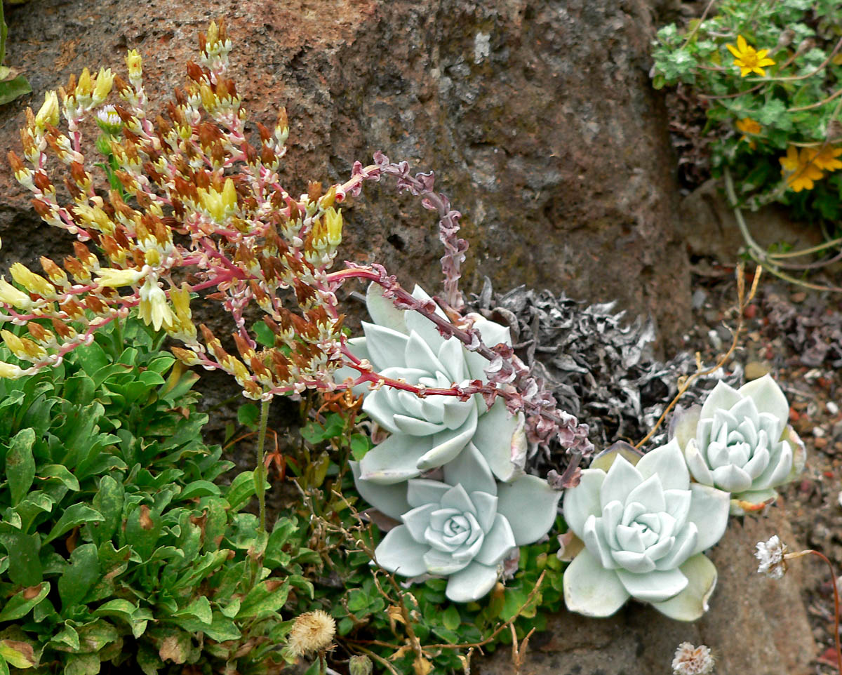 Powdery liveforever: Photo of Dudleya farinosa at the Regional Parks Botanic Garden