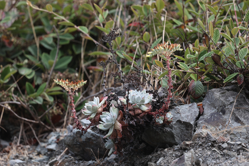Powdery liveforever (Dudleya farinosa)