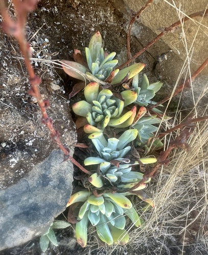Powdery liveforever (Dudleya farinosa)