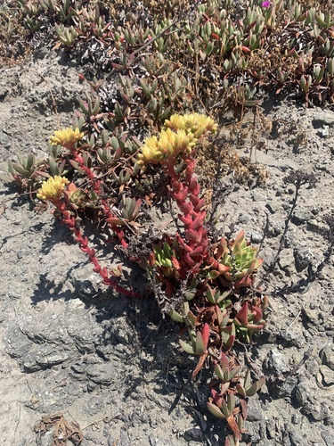 Powdery liveforever (Dudleya farinosa)