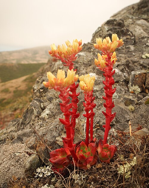 Powdery liveforever: Dudleya farinosa, Marin County, CA