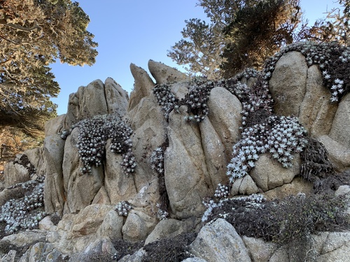 Powdery liveforever (Dudleya farinosa)
