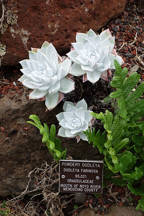 Powdery liveforever: Botanical specimen in the Regional Parks Botanic Garden, Berkeley, California, USA.