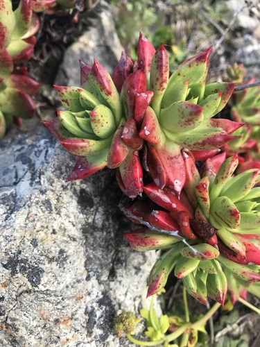 Powdery liveforever (Dudleya farinosa)
