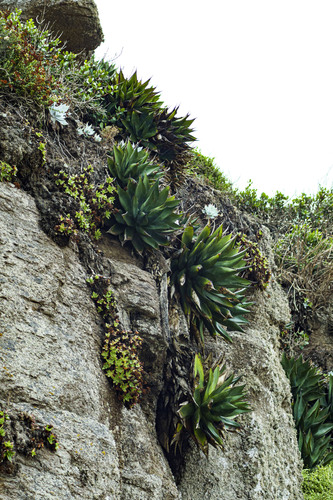 Dudleya formosa (Dudleya formosa)