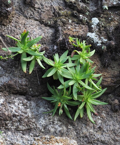 Dudleya formosa (Dudleya formosa)