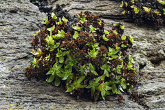 Dudleya formosa (Dudleya formosa)