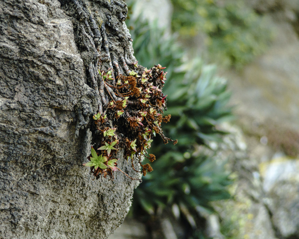 Dudleya formosa (Dudleya formosa)