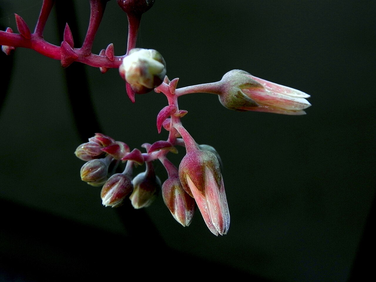Gates' liveforever: The flowers of Dudleya gatesii.