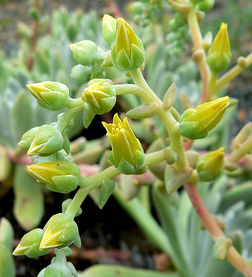 Greene's liveforever: Photo of Dudleya greenei at the University of California Botanical Garden