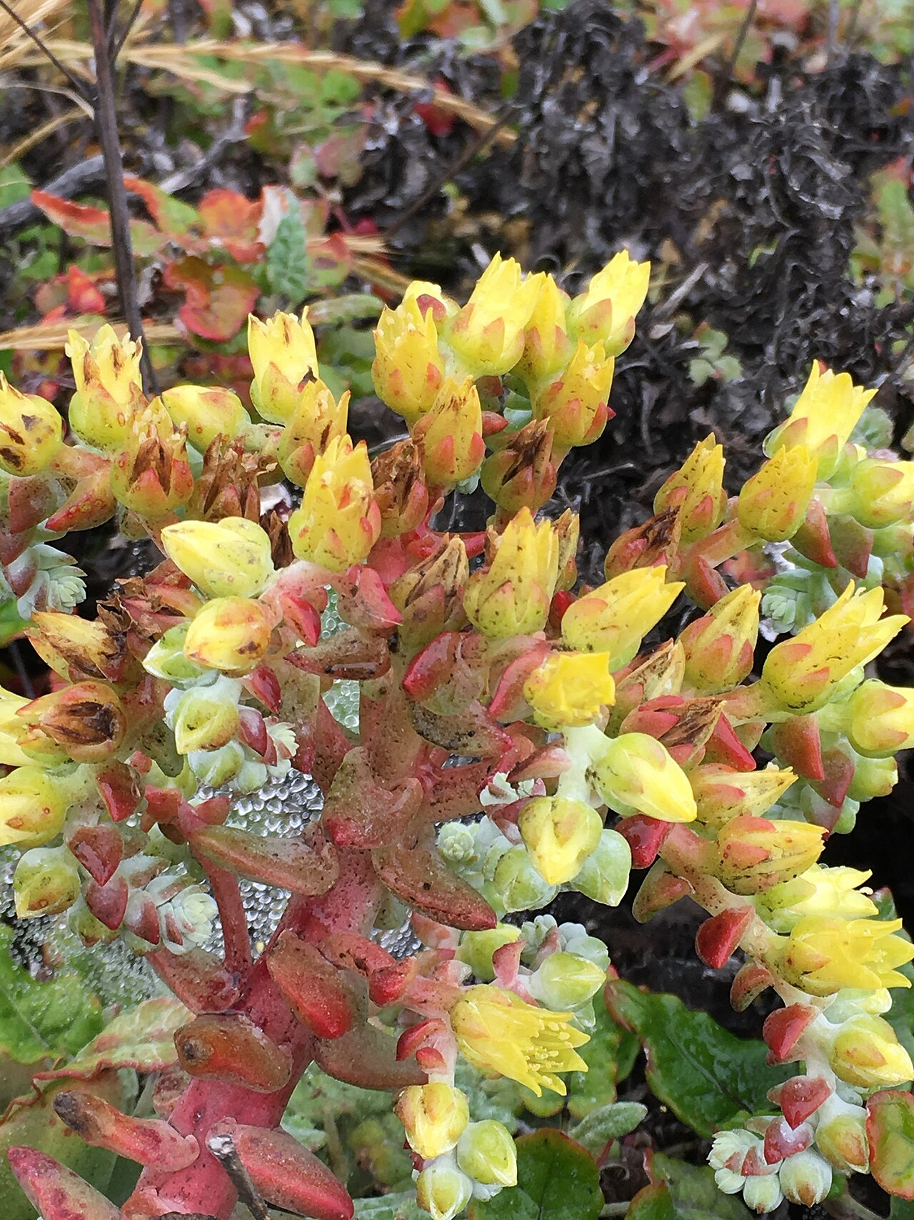 Greene's liveforever: Photo of Greene's dudleya uploaded from iNaturalist .