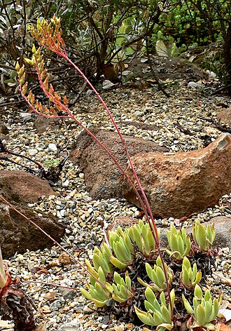 Greene's liveforever: Photo of Dudleya greenei at the Regional Parks Botanic Garden